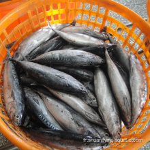 Nouvelle arrivée Seafrozen Tuna Fish Sarda rayée Bonito